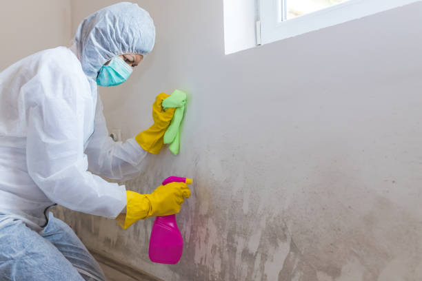 Best Mold Damage Restoration  in Twin Grove, IL